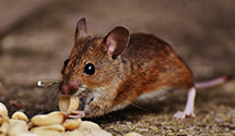 24 Hour & Emergency Exterminators in Newburgh, IN